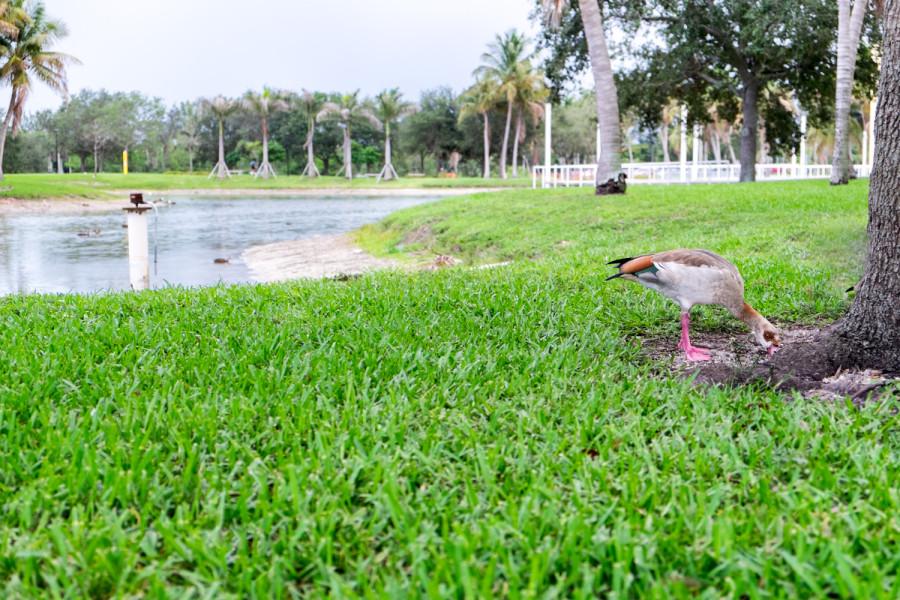 A duck eating next to the lake near the Arts Building. [Mohammed F Emran | Web Editor]