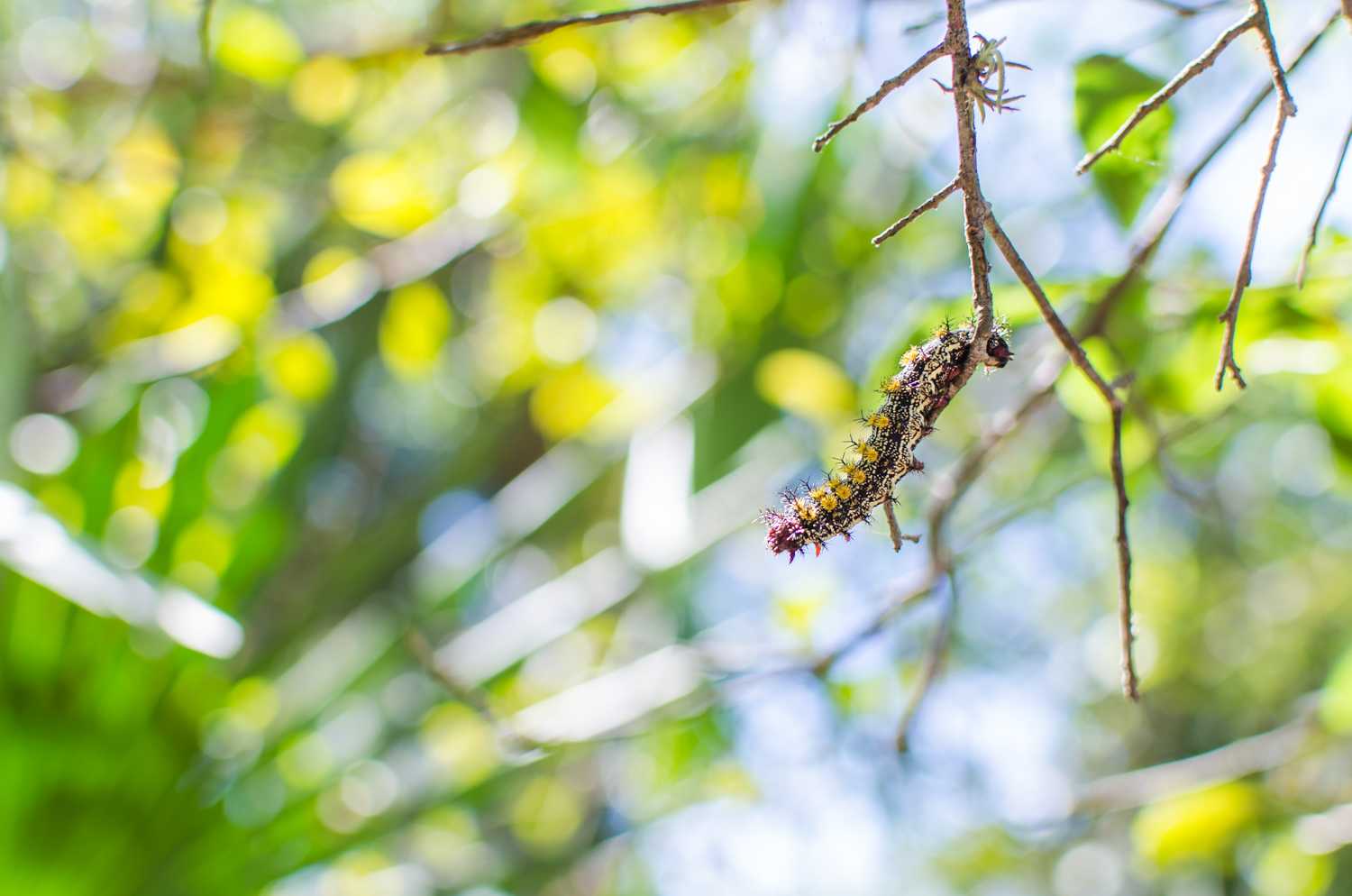 A caterpillar hanging of one of the trees in the canopied area of the Tortuga Nature Trail on campus. 