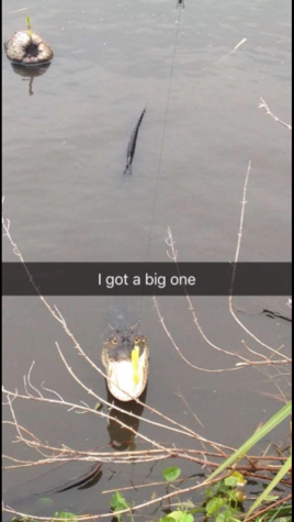 Hanel hooked a bass on his fishing pole, but the alligator emerged from the water and ate the fish. Photo courtesy of Zachary Hanel. 