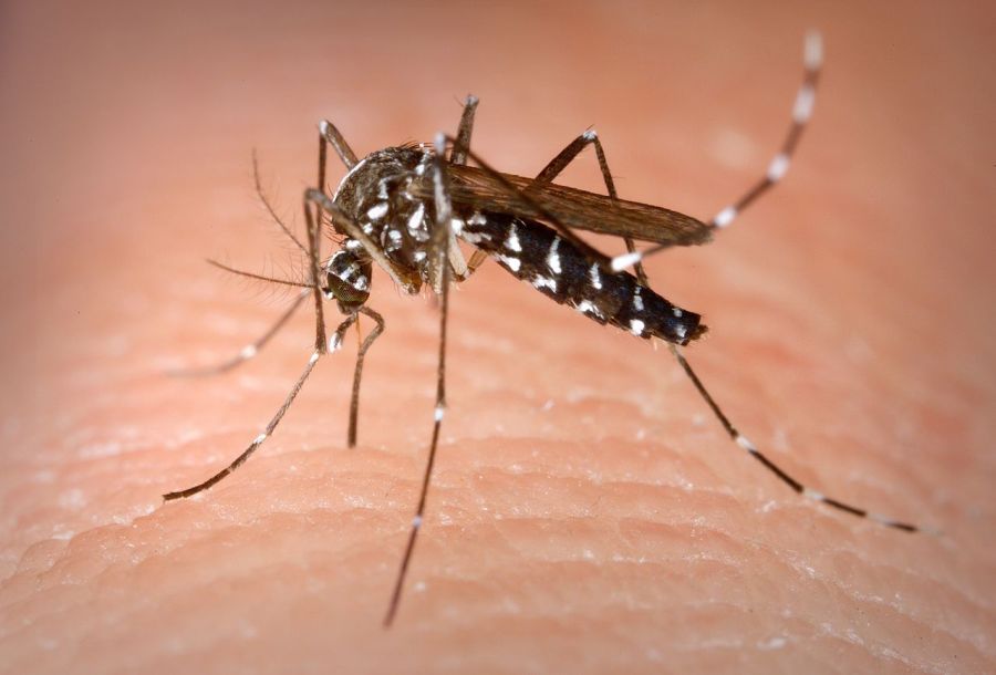 The Science of Summer: Mosquitoes