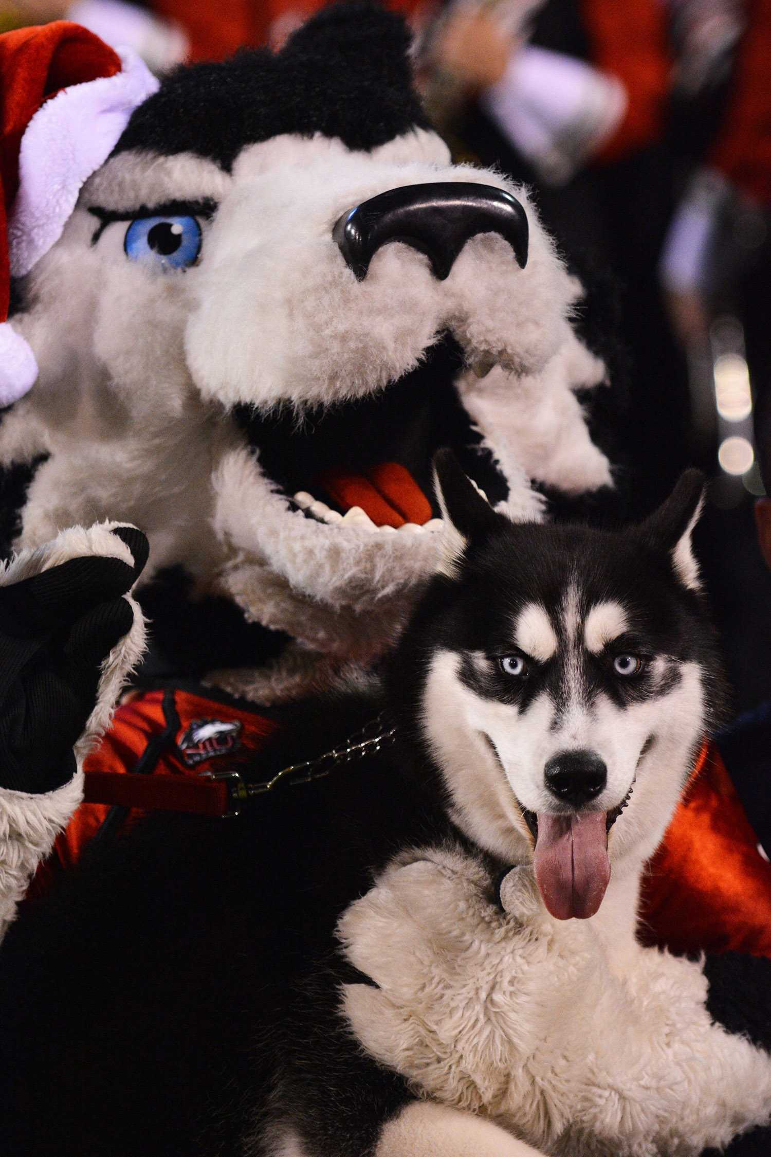 NIU’s mascot, Victor E. Huskie, poses with Mission, the three-year-old Siberian husky brought to the team in 2013. 