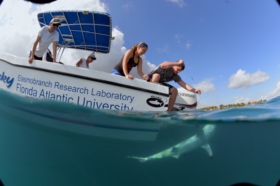 Students pull in a black-tip shark on their research boat off of the coast of Palm Beach County in 2015. Photo courtesy of biology professor Stephen Kajiura