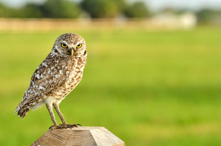 Burrowing Owl. Photo by Ryan Murphy
