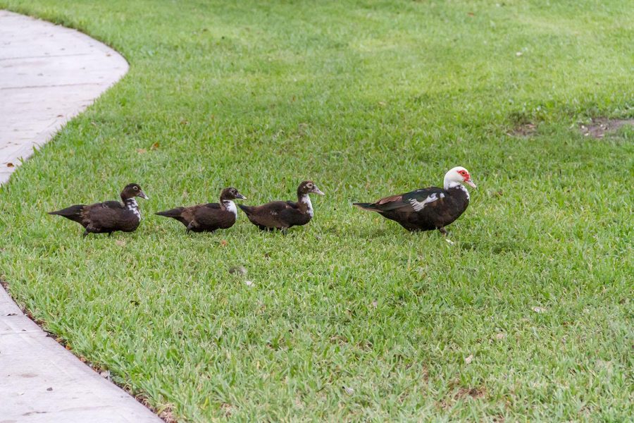 Four types of ducks, mottled, wood, Egyptian goose, and Muscovy duck live on the Boca campus. Andre Gore | Contributing Writer 