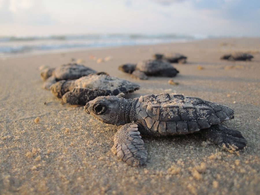 Loggerhead turtle hatchlings. Photo courtesy of Pixabay