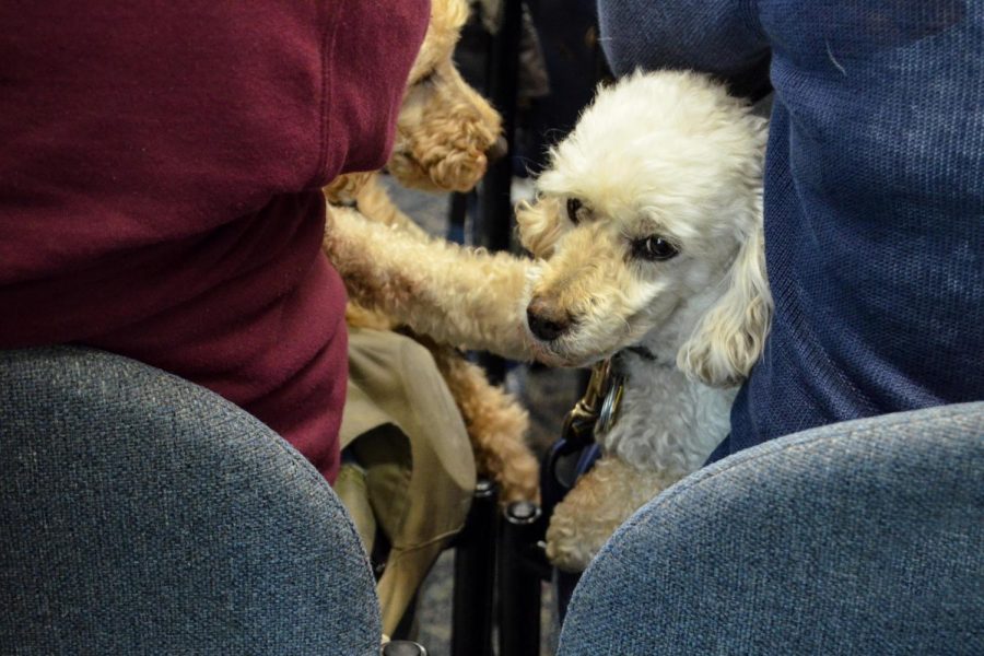 Two poodles sit with their owner at an FAU Boca campus town hall this morning featuring House Democratic leader Nancy Pelosi and U.S. Reps. Debbie Wasserman Schultz and Darren Soto. The three spoke as part of Pelosi’s national tour criticizing Trump’s recent tax changes. The event was held in the Student Union and hosted by the FAU College Democrats. Violet Castano | Staff Photographer 