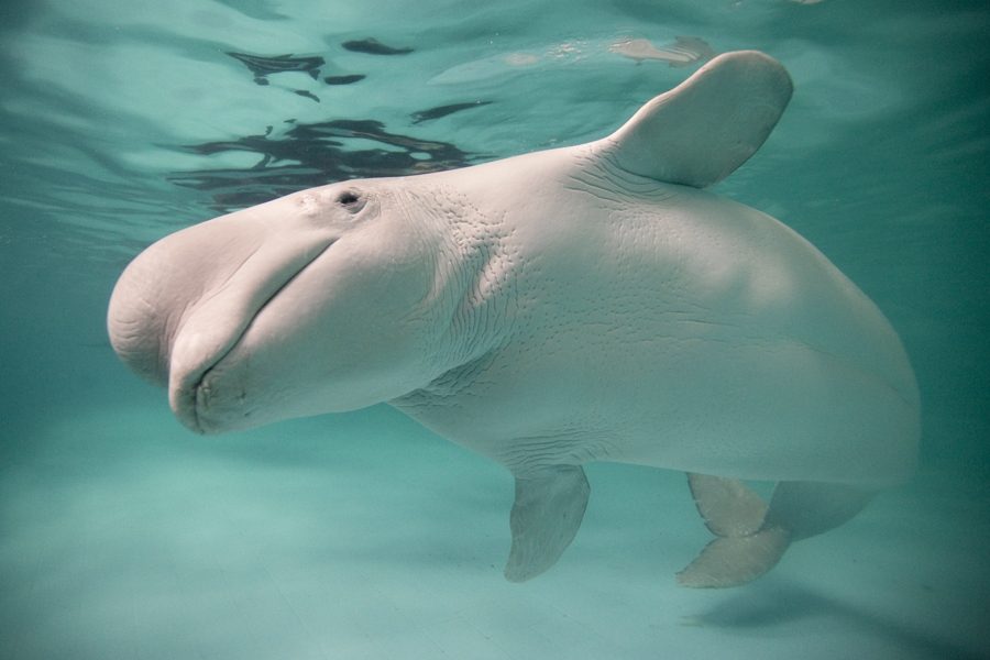 Beluga whales, also called white whales, transmit migratory information and other knowledge between each other, the study found. Photo courtesy of the White Whale Programme. 