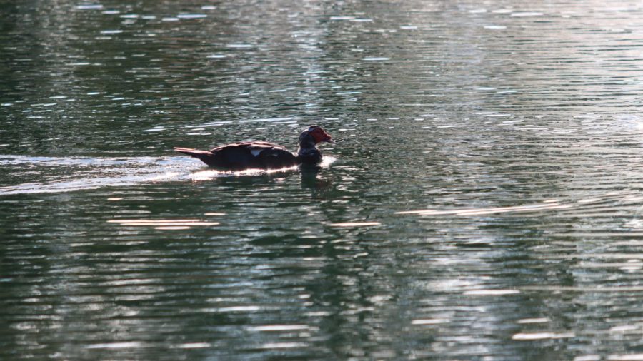 Muscovy ducks are primarily seen in Florida, Louisiana, and Massachusetts.