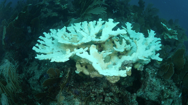 This image depicts coral bleaching. Courtesy of Brian LaPointe.
