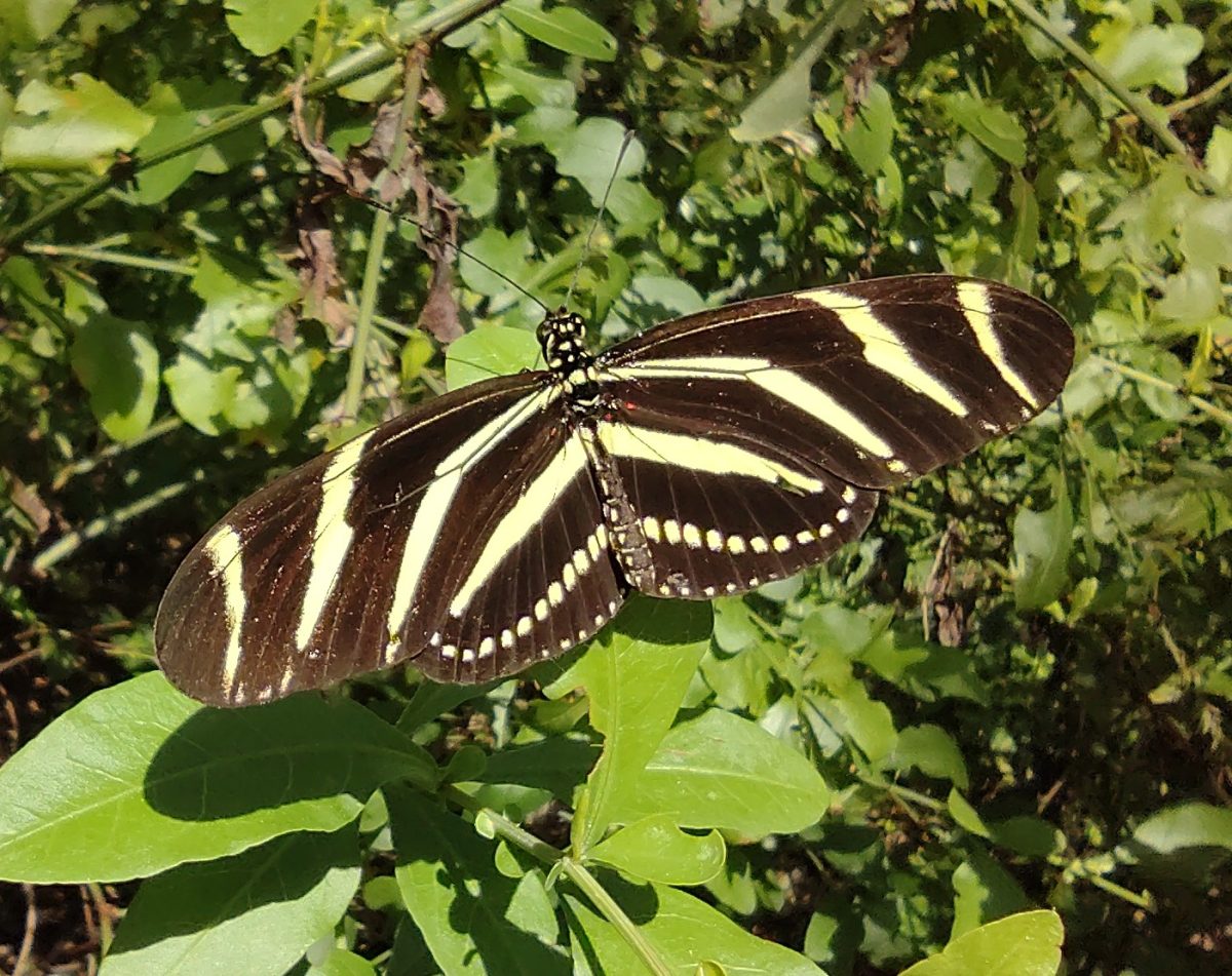 A Zebra Butterfly commonly found at Robert J. Huckshorn Arboretum.