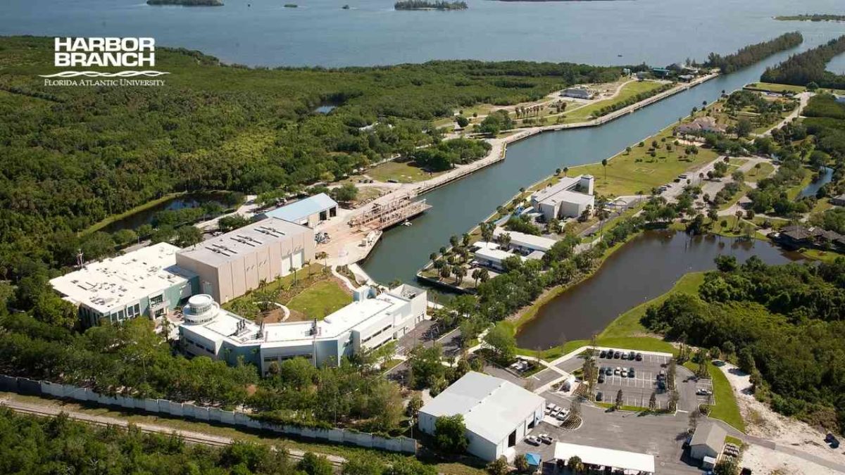 Courtesy of the Florida Atlantic University website.